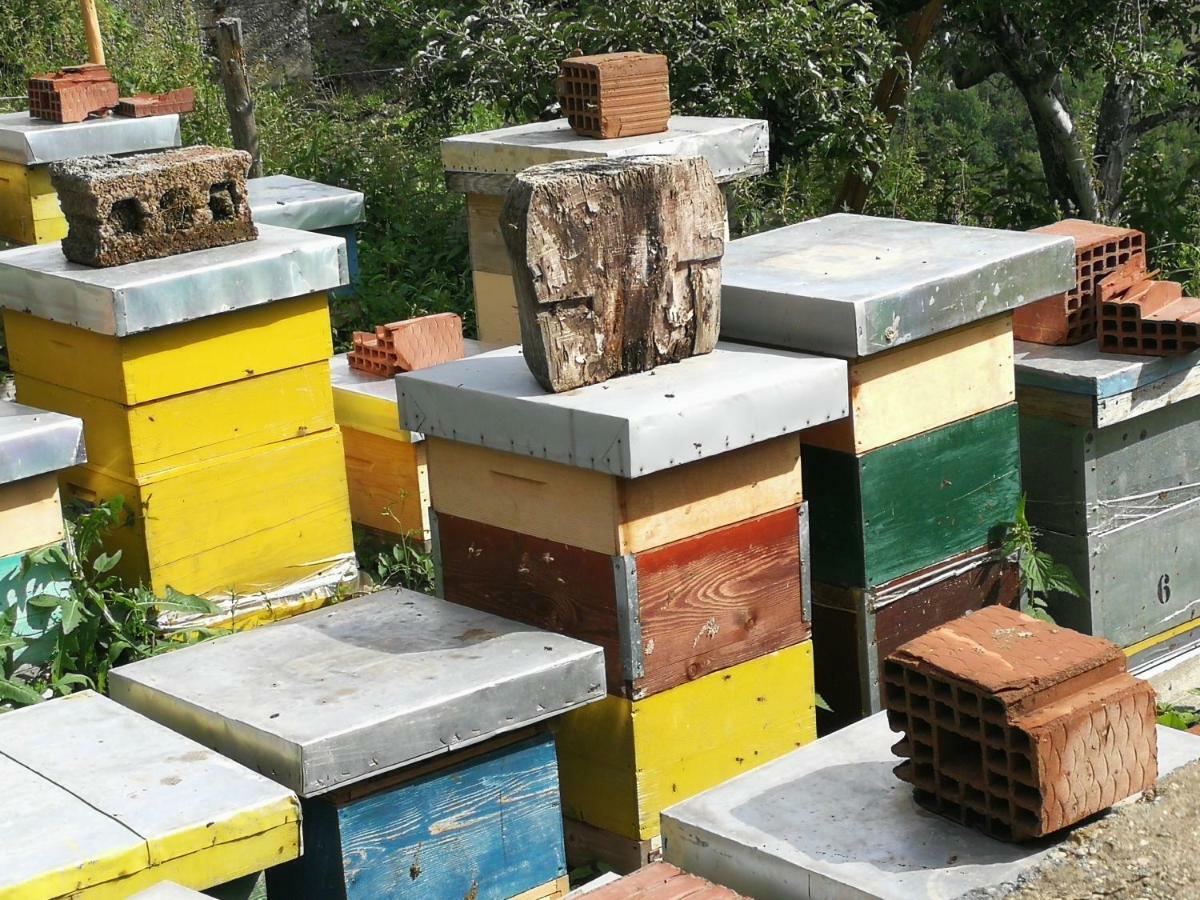 Eco Village Jasavic Плав Екстериор снимка